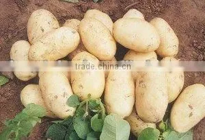 New Crop of China Fresh Holland Potato thumbnail-1