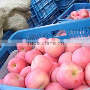 Fresh Qinguan Apple thumbnail-1