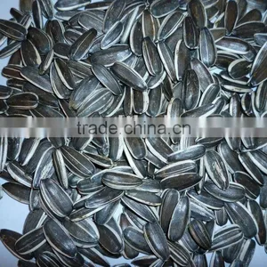 New Crop Chinese Sunflower Seeds 5009,5135 thumbnail-1