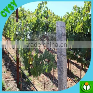 Heavy Duty Long-lasting 100% Virgin pe Quality Plant Support Net, Climbing Plant Net, Cucumber Mesh Netting thumbnail-6