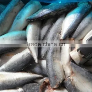 Boneless Frozen Fish Spanish Mackerel Frozen Fish Fillet 120g thumbnail-1