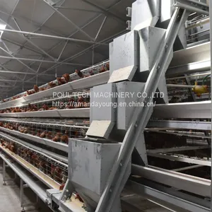 Selling Poultry Layer Chicken Cage for Poultry Farm thumbnail-2