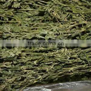 Alfalfa Hay/medicago Sativa thumbnail-1
