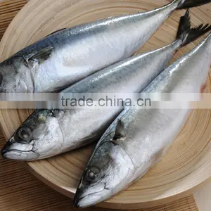 Hot Sale Mackerel WR thumbnail-1