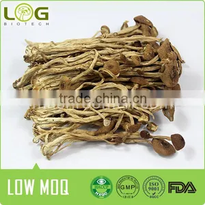 Hot Sale Dried Edible Tea Tree Mushrooms thumbnail-1