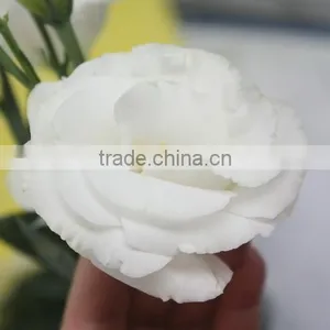 Good Smell Hotsell Provide High Quality Fresh Eustoma thumbnail-4