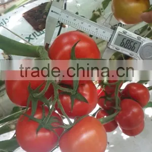 Red Tomato thumbnail-3