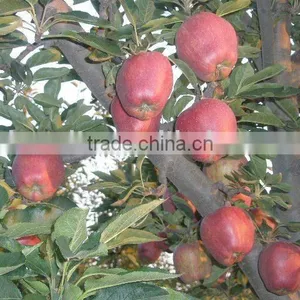 Red Huaniu Apple thumbnail-1