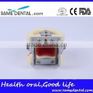 Dental Severe Periodontal Disease Model School Teaching thumbnail-5