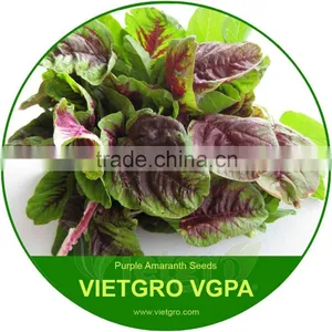 High Yield OP Purple Amaranth Seeds VGAP / Vegetable Seeds thumbnail-1