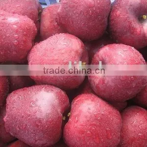 Red Delicious Apple/huaniu Apple thumbnail-1