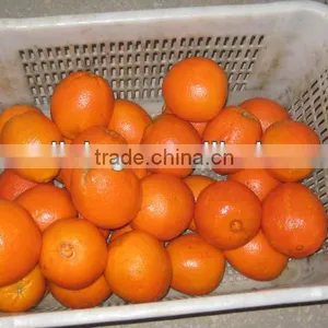 Wax Fresh Navel Orange Cheap Price From China thumbnail-1