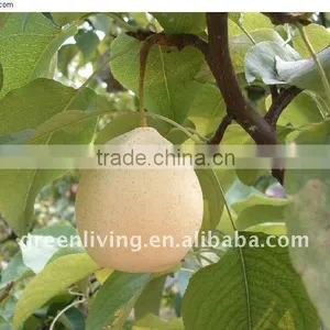 New Crop Ya Pear,fresh Pear in China thumbnail-1