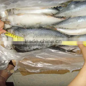 FROZEN MACKEREL FISH IN HIGH QUALITY FOR SALE thumbnail-2