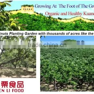 2016 New Crop Sweet Fresh Chinese Chestnut for Sale thumbnail-4
