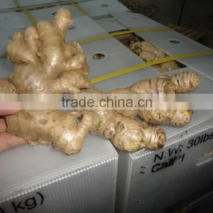 VIETNAM FRESH GINGER SIZE 150 UP thumbnail-1