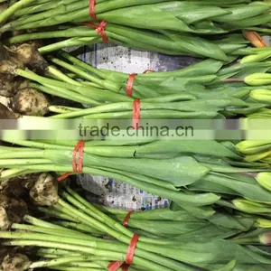Natural Tulips Flowers thumbnail-1
