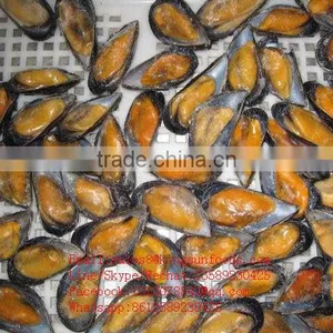 Wholesale High Quality Half Shell Mussel With Good Price and High Quality thumbnail-5