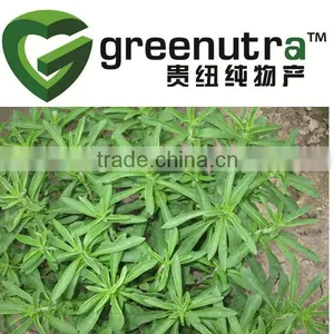 Stevia thumbnail-1