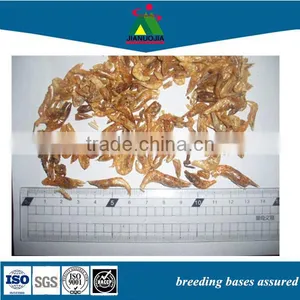 Ornament Reptile Tubs Natural Shrimp thumbnail-1