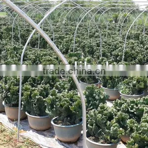 Euphorbia Cristata thumbnail-1