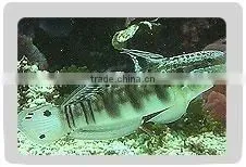 Banded Goby Fish thumbnail-1