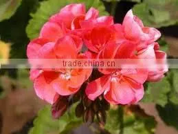 EXPORTER / SUPPLIER / MANUFACTURER OF 100% PURE GERANIUM OIL thumbnail-1