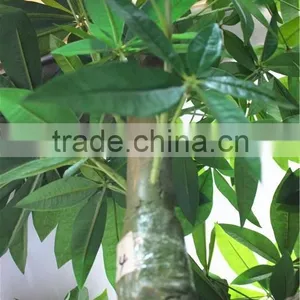 Home Garden Creepers Decoration 180cm Height Artificial Green Pachira Aquatica Tree EFCS05 2902 thumbnail-5