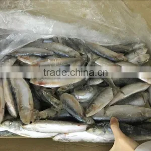 Frozen Sardine Fish thumbnail-3