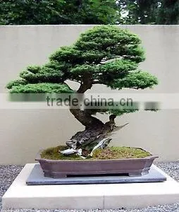 Indoor Cedar Bonsai Tree Topiary Cypress Pine From Chinese Designer thumbnail-2