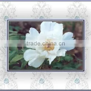 Tree Peony Plant Root Chun Hong Jiao Yan thumbnail-1