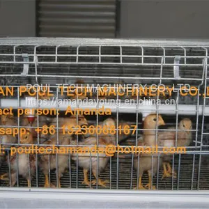 Kuwait Poultry Farm Equipment Automatic Day Old Chicken Cage With Automatic Drinking & Feeding System thumbnail-3