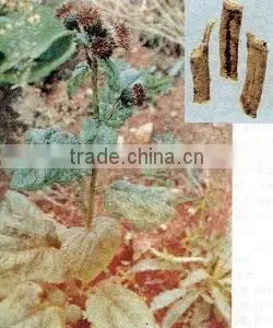 Manufacturer Supply Costus Oil Cultivatded With the Best Quality thumbnail-4