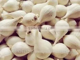 FRESH SINGLE CLOVE GARLIC thumbnail-4