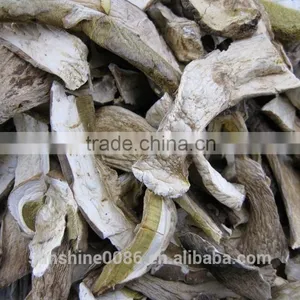 Wild Porcini & Fungus Boletus ,bolete Mushroom thumbnail-2