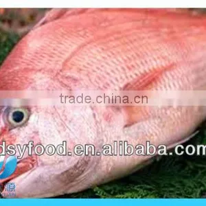 Supply New Catching Fresh Whole Seabream Fish thumbnail-4