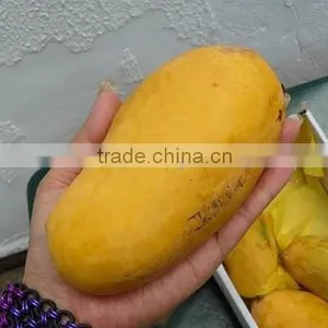 Fresh Mango thumbnail-3