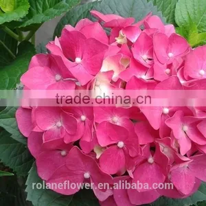 For Friend Gift High Quality Silk Hydrangea Wedding Bouquets Wedding Centerpieces Real Touch Fresh Cut Hydrangea From Yunnan thumbnail-2