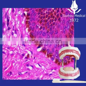Pathological Slides for Dental Study Students thumbnail-1