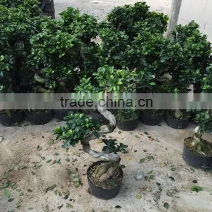 Garden Decoration Natural Plants S Shape Ficus thumbnail-1