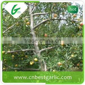 Fresh Fruit Royal Delicious Red Gala Apple thumbnail-2