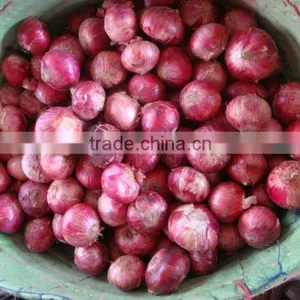 Red Onions thumbnail-1