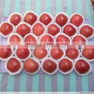Red Fuji Apple Price thumbnail-5