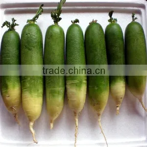 New Crop Fresh Radish/green Radish/ thumbnail-1