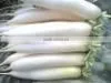 Fresh Radish thumbnail-1