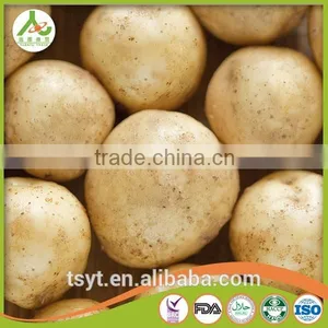Best Quality Fresh Irish Potatoes Potato thumbnail-4