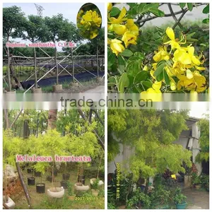 Outdoor Green Decorative Ornamental Foliage Landscaping Green Arbor Plants Trees thumbnail-5