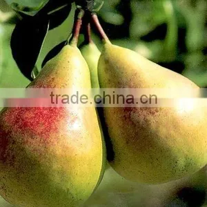 PEAR FLAVOR thumbnail-1