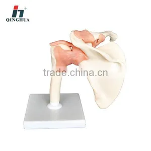 Shoulder Joint-functional Model Half Life Size thumbnail-1