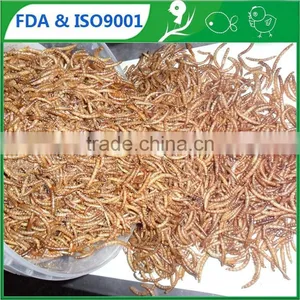 Vacuum Freeze Dried Mealworm Pet Bird Food thumbnail-1